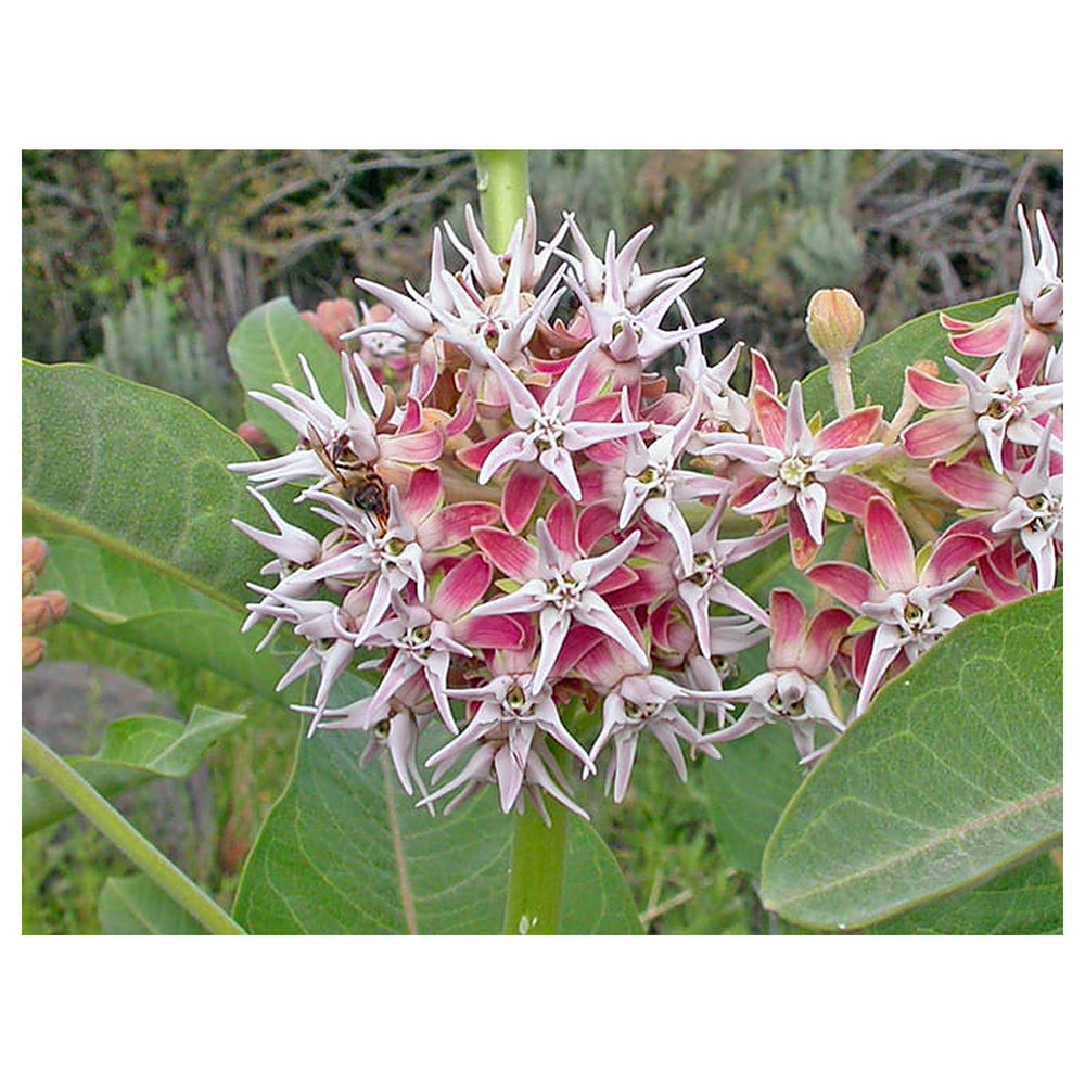 Heirloom Non-GMO Asclepias Speciosa Flower Seeds for Planting – Fragrant Pollinator-Friendly Garden Blooms | Neera Seeds product photo [neera-v4-c45baeb7c3c00fcc60f6]