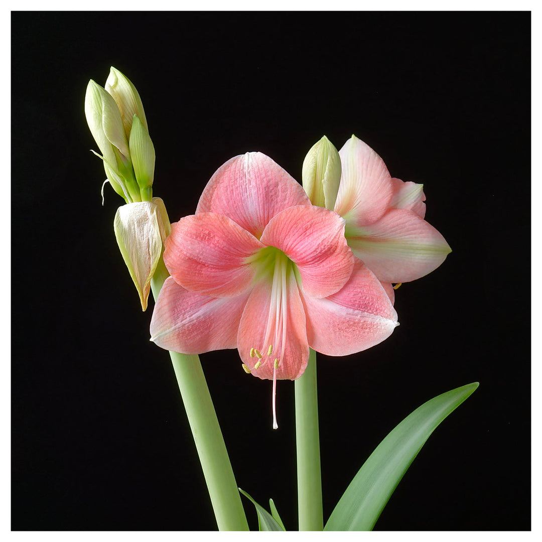 Hippeastrum Flower Seeds – Heirloom Non-GMO Amaryllis Seeds for Elegant and Colorful Gardens | Neera Seeds product photo [neera-v4-c4826fa94cd899cff749]