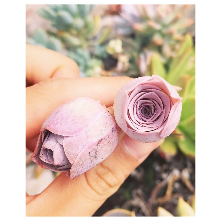 Light Lavender Flower Seeds – Heirloom Non-GMO Seeds for Planting, High Germination Organic Garden Seeds | Neera Seeds product photo [neera-v4-c4840382d99b9878e589]