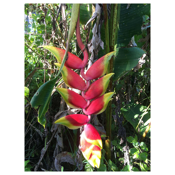 Heirloom Heliconia Harlingii Flower Seeds – Non-GMO Tropical Garden Seeds for Planting, High Germination Ornamental | Neera Seeds product photo [neera-v4-c49101d254f13ab18f96]
