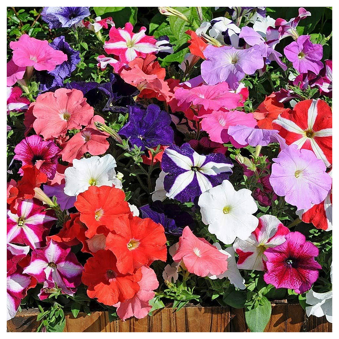 Black Hanging Petunia Flower Fresh Planting Cascading Blooms Flower Seeds Home Garden | Neera Seeds product photo [neera-v4-c491c071d753f42dcd54]