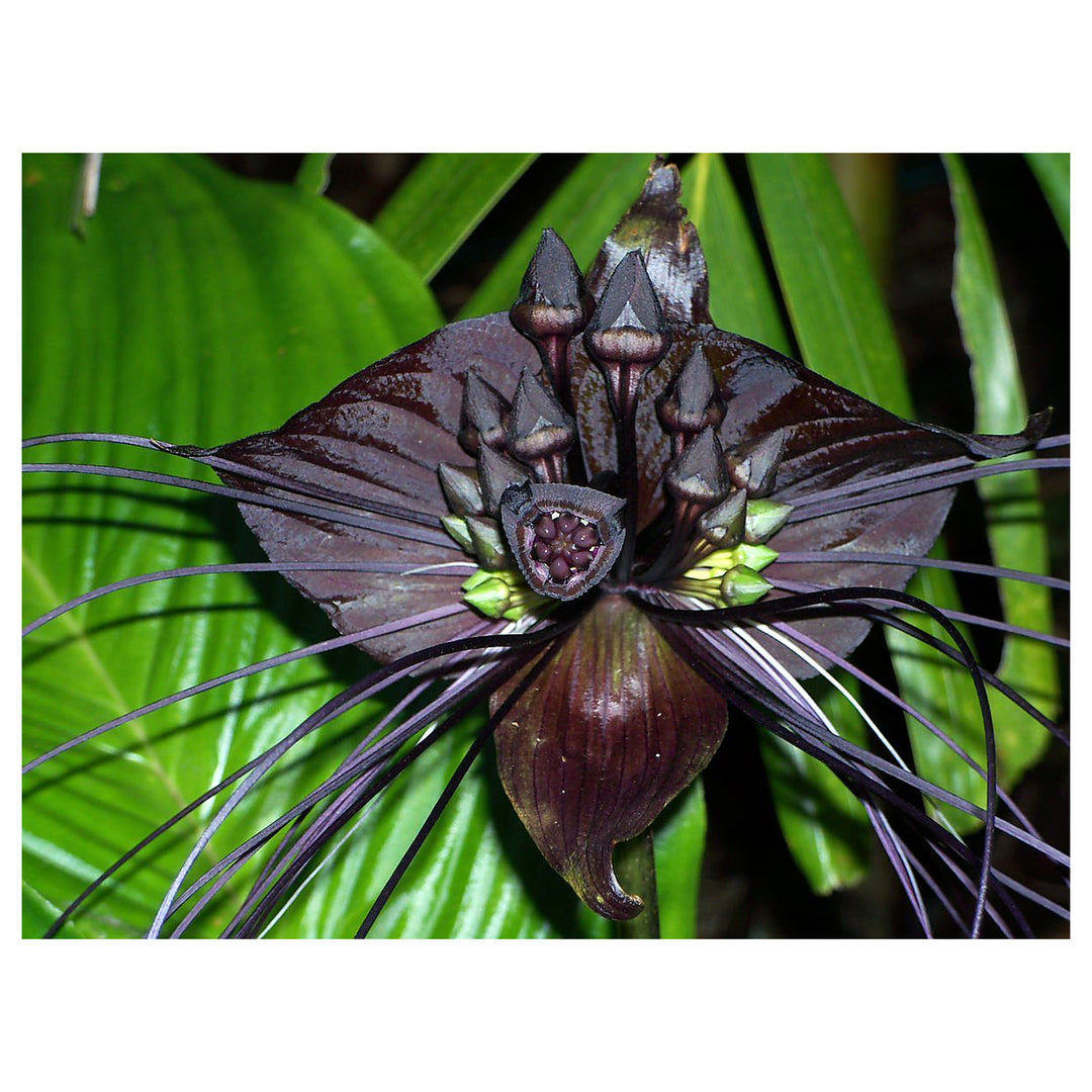 Heirloom Non-GMO Tacca Chantrieri Flower Seeds for Planting – Exotic Bat Flower Tropical Blooms | Neera Seeds product photo [neera-v4-c4946cf39eaf7f791514]