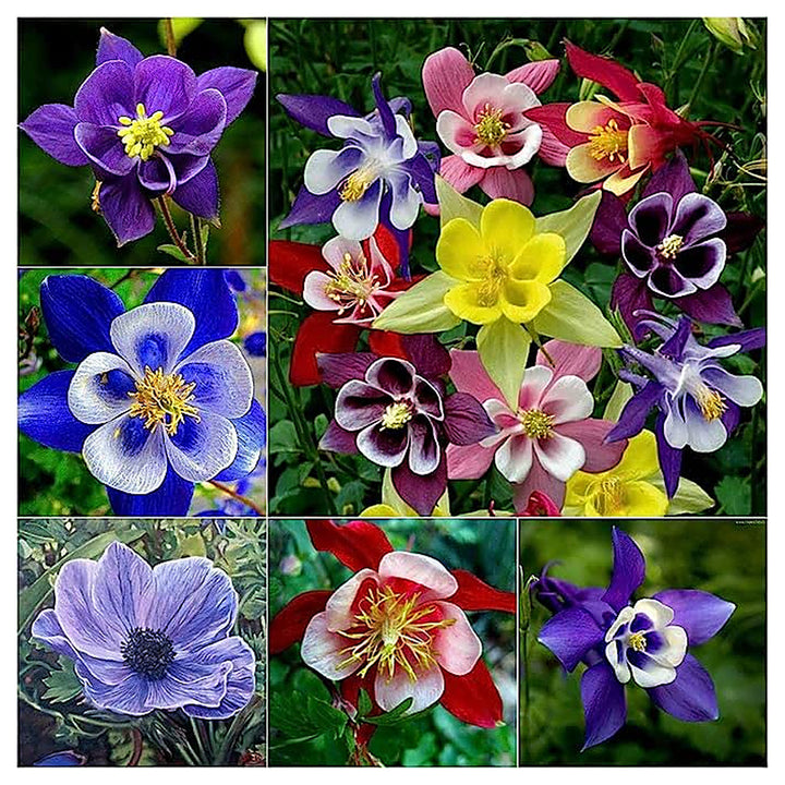 Purple White Aquilegia Flower Fresh Planting Columbine Blooms Flower Seeds Home Garden | Neera Seeds product photo [neera-v4-c4992bb2cba861ada85c]