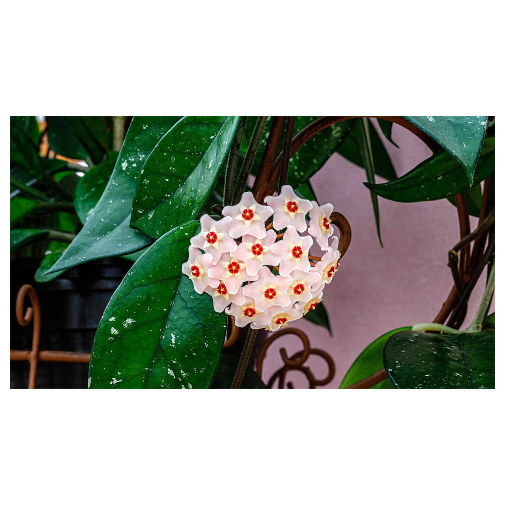Organic Heirloom Aleurites Flower Seeds for Planting – Unique Non-GMO Ornamental Tree Blooms, High Germination | Neera Seeds product photo [neera-v4-c49dd52ff53ecc2bf6a9]