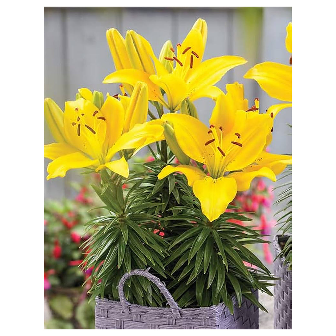 Heirloom Non-GMO Crinum Flower Seeds for Planting – Fragrant Tropical Garden Blooms, High Germination | Neera Seeds product photo [neera-v4-c4a3f1b5509be0aaeb04]