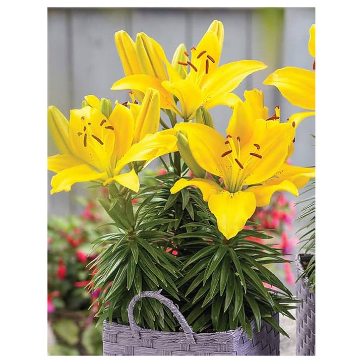 Heirloom Non-GMO Crinum Flower Seeds for Planting – Fragrant Tropical Garden Blooms, High Germination | Neera Seeds product photo [neera-v4-c4a3f1b5509be0aaeb04]