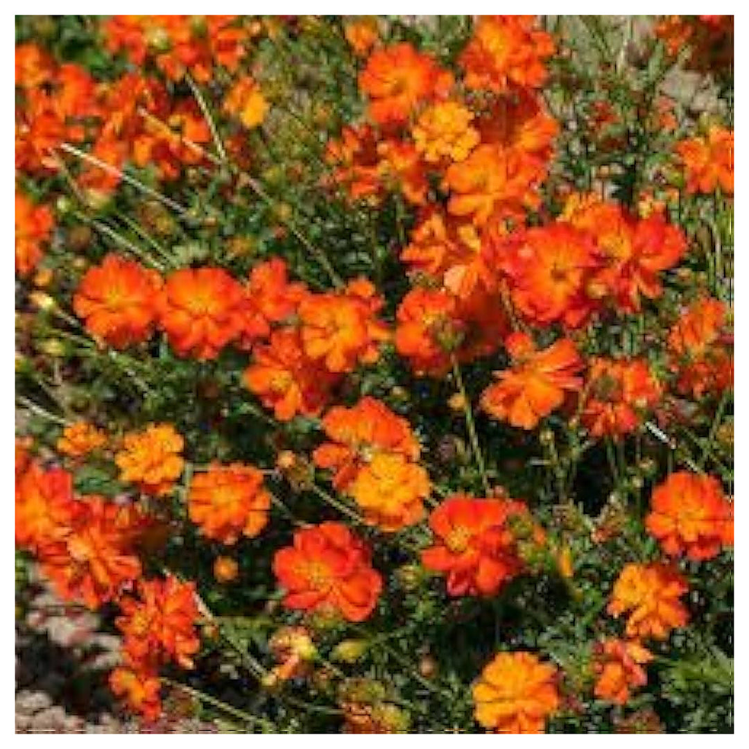 Orange Cosmos Sulphur Fresh Flower Flower Seeds for Home Garden Planting, Blooming Organic Blooming | Neera Seeds product photo [neera-v4-c4a4170c37e5e46326e4]