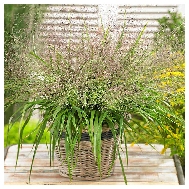 Eragrostis Viola Grass For Soft And Elegant Grass Plants Flower Seeds for Home Garden Planting, | Neera Seeds product photo [neera-v4-c4b6454a90b34ef95019]