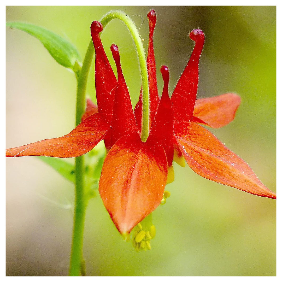 Columbine For Planting Aquilegia Vulgaris For Flower Beds And Cottage Garden Flower Seeds for Home | Neera Seeds product photo [neera-v4-c4bf333888bdee5aadd4]