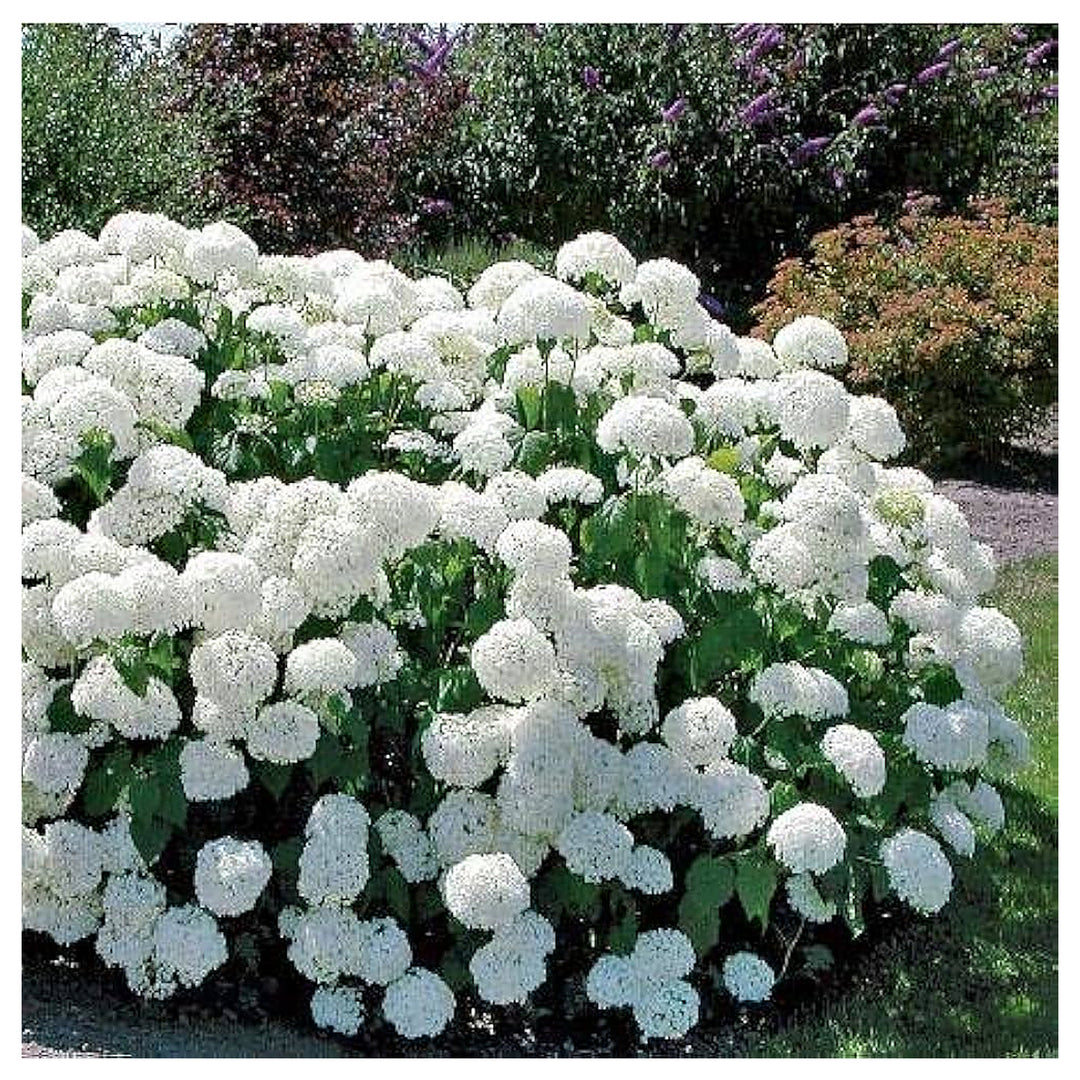 Annabelle Hydrangea For Planting Hydrangea Arborescens For Ornamental Gardens And Flower Beds | Neera Seeds product photo [neera-v4-c4ccc2fc314f8a4d59de]