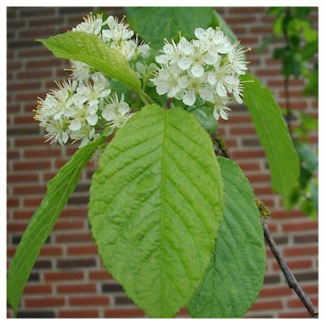 Amur Chokecherry Prunus Maackii Tree Planting Edible Fall Color Hardy Heirloom Non Gmo Edible | Neera Seeds product photo [neera-v4-c4d24b6125855baf228e]