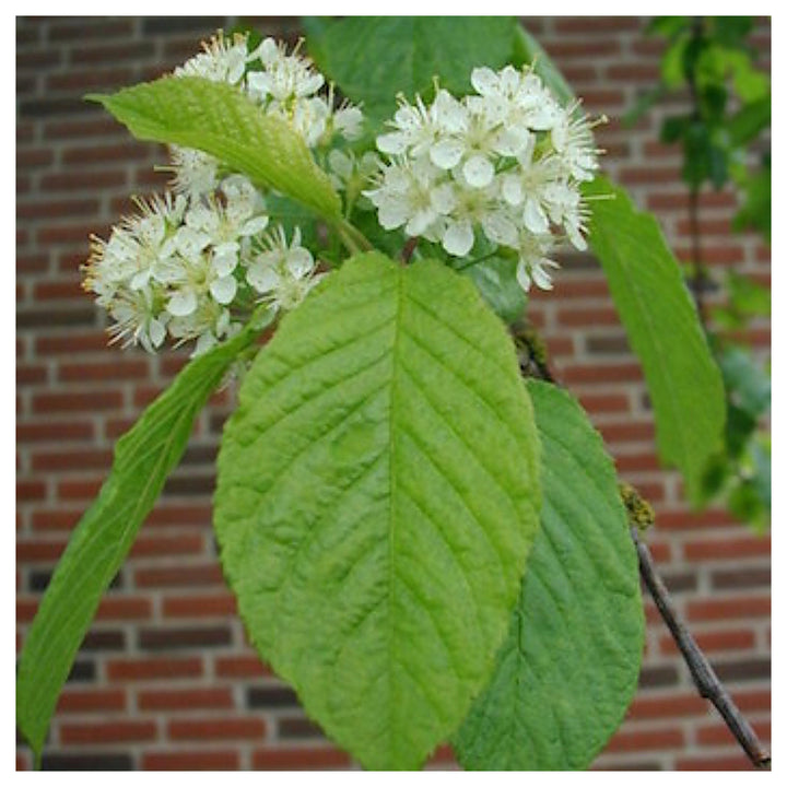Amur Chokecherry Prunus Maackii Tree Planting Edible Fall Color Hardy Heirloom Non Gmo Edible | Neera Seeds product photo [neera-v4-c4d24b6125855baf228e]