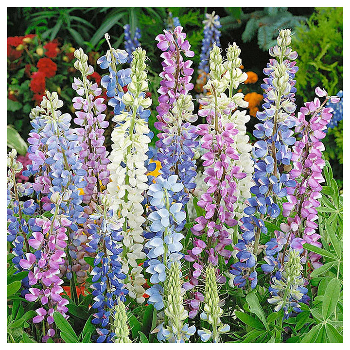 Hartwegii Mix Lupine Flower Seeds for Planting – Vibrant Colors, Heirloom and Non-GMO Garden Seeds | Neera Seeds product photo [neera-v4-c4db7345ac4140d2a723]