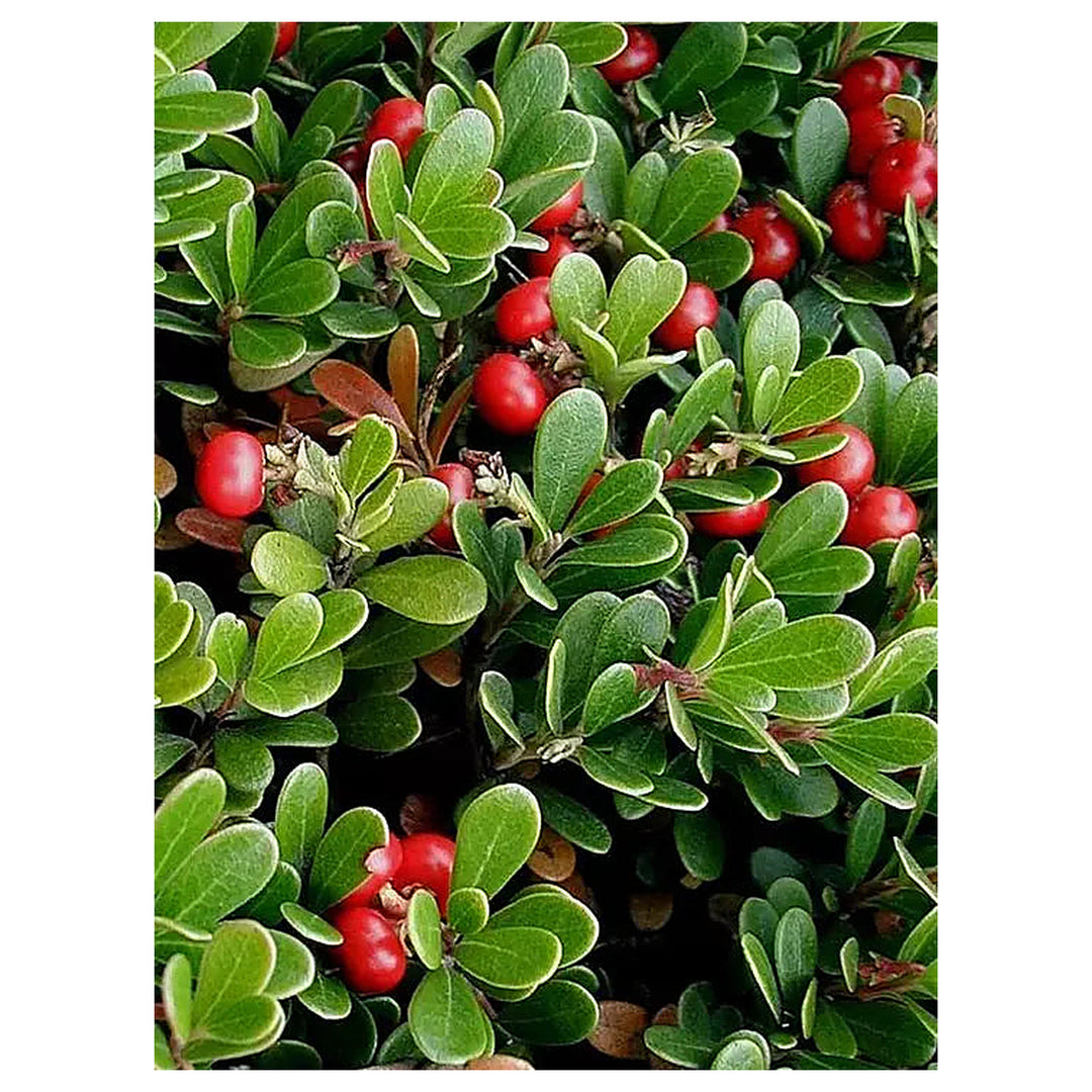 Bearberry Seeds Arctostaphylos Uva-Ursi Gayuba Fruit Seeds for Planting – Heirloom Non-GMO Organic Garden Seeds | Neera Seeds product photo [neera-v4-c4df78090262104d378f]