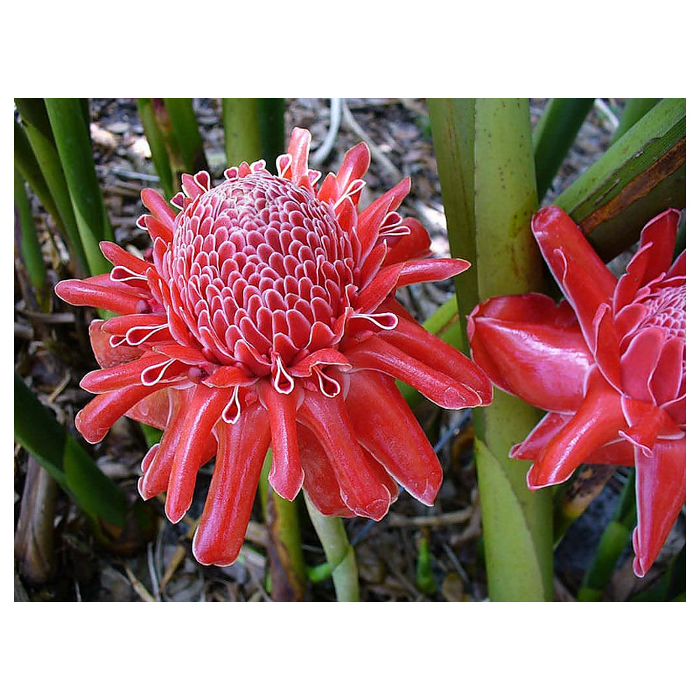 Torch Ginger Flower Seeds for Planting – Heirloom Non-GMO Seeds, High Germination Organic Tropical Garden Blooms | Neera Seeds product photo [neera-v4-c4f5948e8ddae312eb5b]