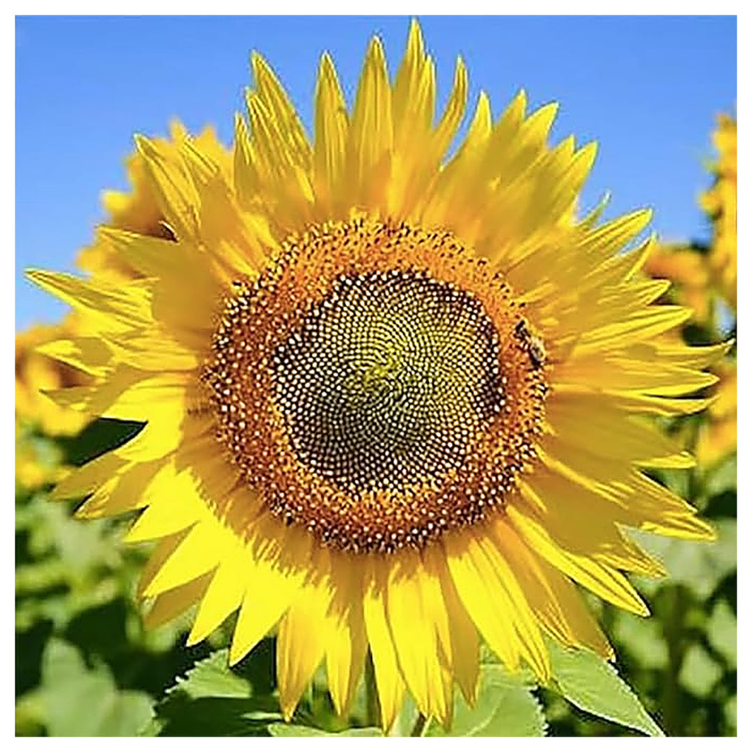 Sunflower Skyscraper For Towering Garden Sunflowers Flower Seeds for Home Garden Planting, Blooming | Neera Seeds product photo [neera-v4-c4f6f23a89779ce77c20]