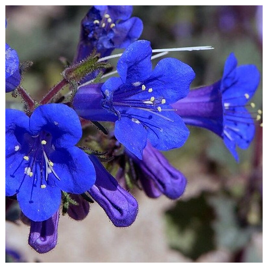 Organic Heirloom Non-GMO Bluebells Flower Seeds for Planting – Spring Blooming Bulbs | Neera Seeds product photo [neera-v4-c4f7a8d5fefe59f7dda8]