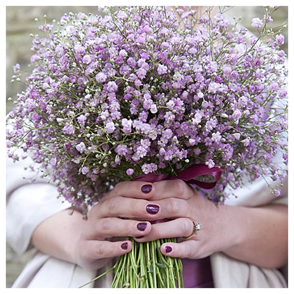 Heirloom Light Violet Gypsophila Flower Seeds for Planting – Non-GMO, High Germination Organic Delicate Bloom Seeds | Neera Seeds product photo [neera-v4-c4fbb2488fc794e3d5f1]