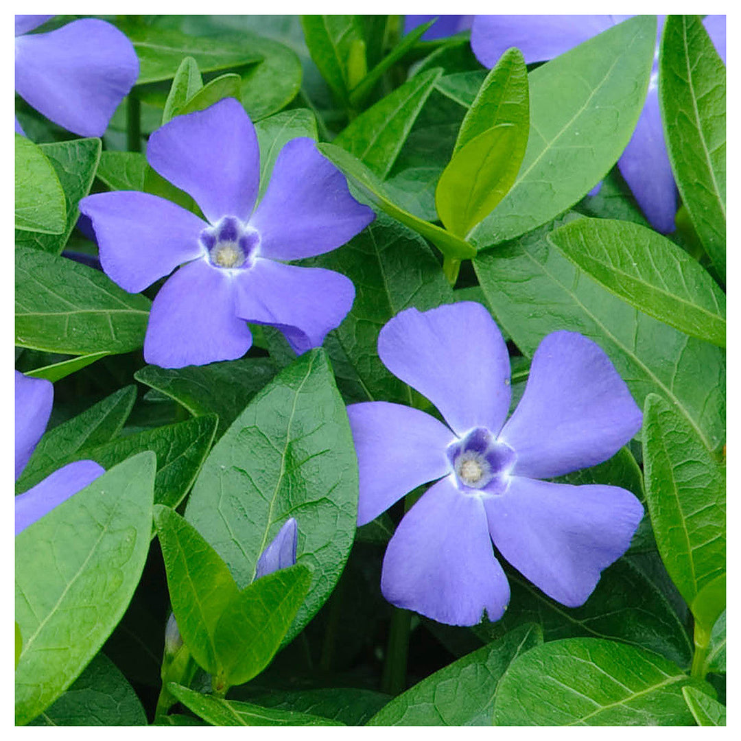 Heirloom Non-GMO Blue Vinca Flower Seeds – Colorful Ground Cover & Garden Planting | Neera Seeds product photo [neera-v4-c50e46b2bd5b21e4dc6c]