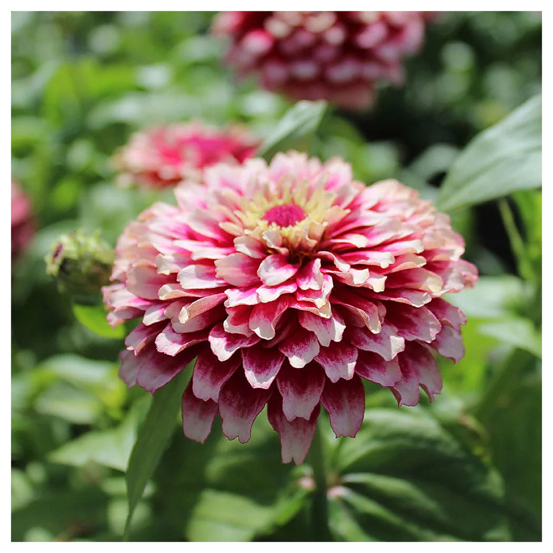 Red Cream Zinnia Flower Seeds for Planting – Heirloom, Non-GMO, High Germination Vibrant Blooms | Neera Seeds product photo [neera-v4-c51451aed66968581787]