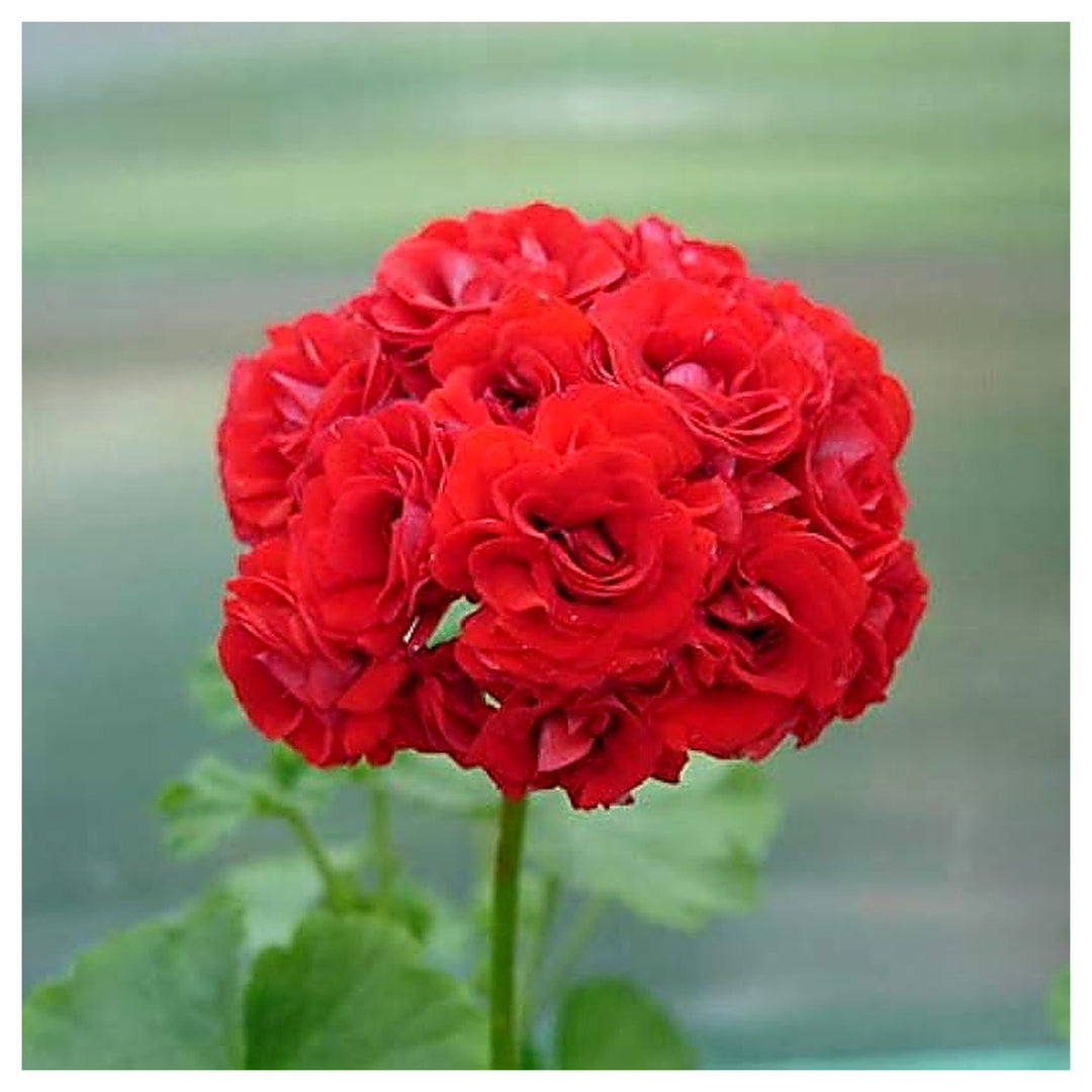 Rare Geranium Multi Color Pelargonium Bonsai Flower Seeds for Home Garden Planting, Decorative | Neera Seeds product photo [neera-v4-c53ec1477df92486e298]
