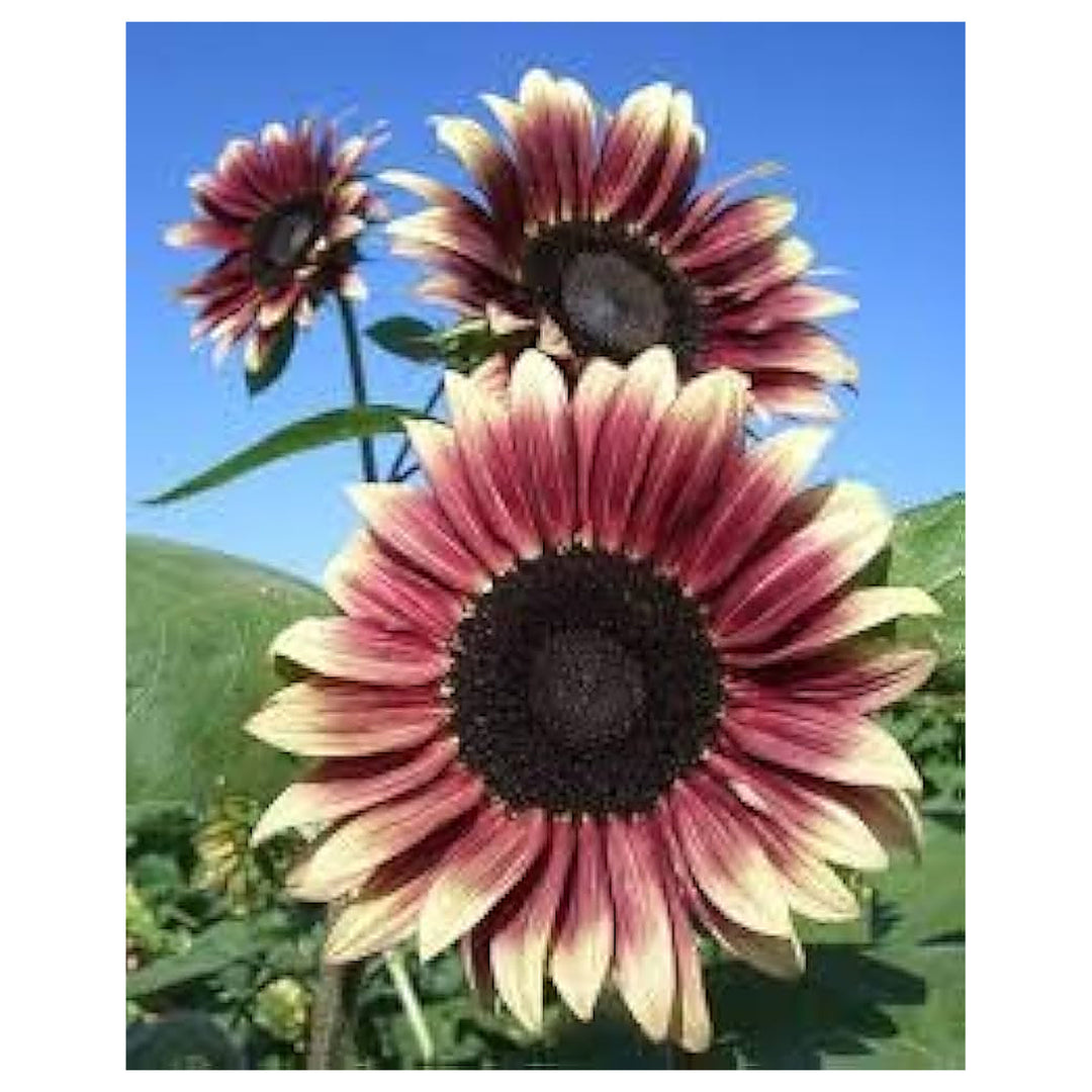 Cherry Rose Sunflower Seeds for Planting – Heirloom Non-GMO Seeds for Vibrant Gardens, High Germination Organic See | Neera Seeds product photo [neera-v4-c542757c4af0ea5069f1]