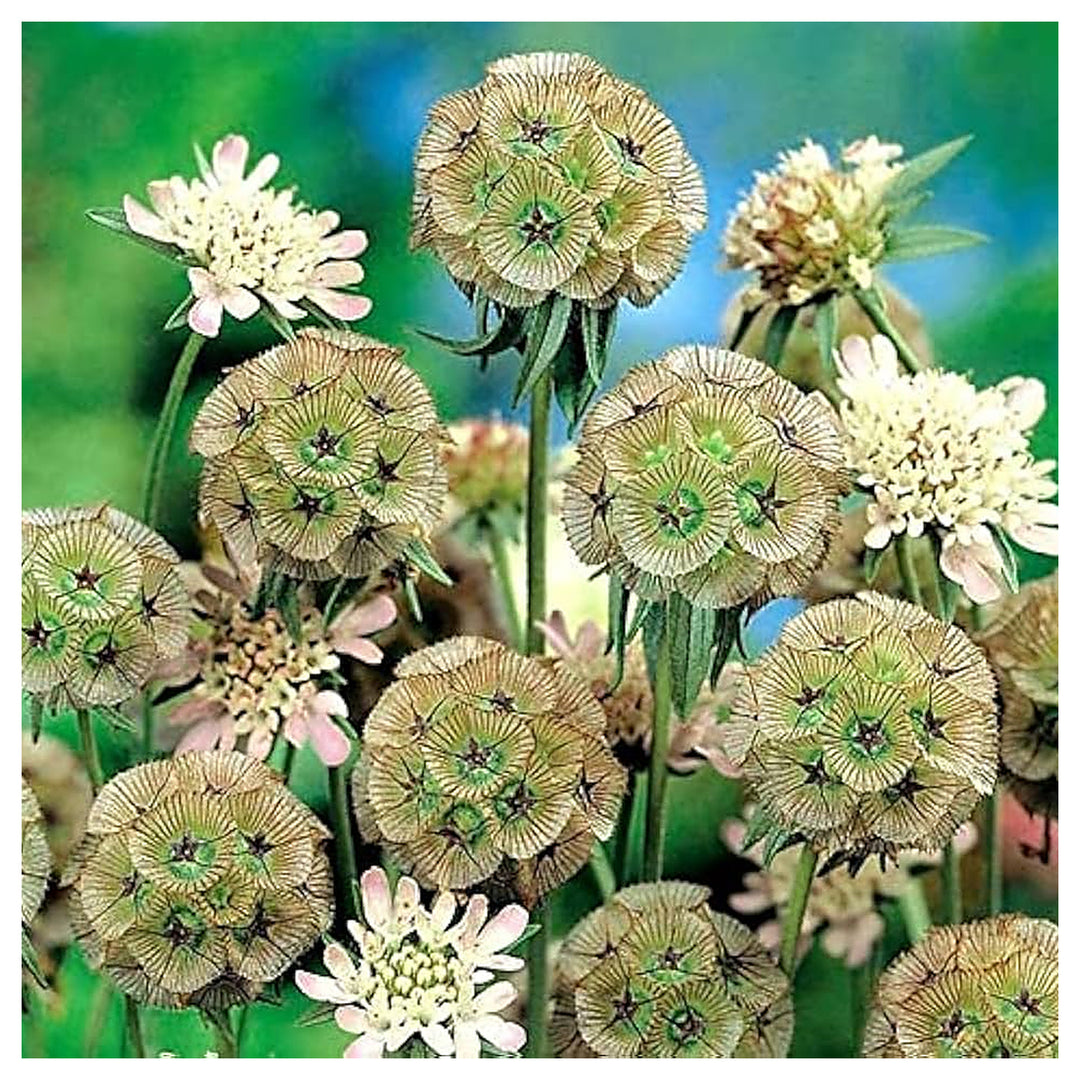 Drumstick Scabiosa Starry Flower Seeds for Planting Heirloom Non-GMO High Germination Organic Garden Seeds | Neera Seeds product photo [neera-v4-c57208affba723a829b6]