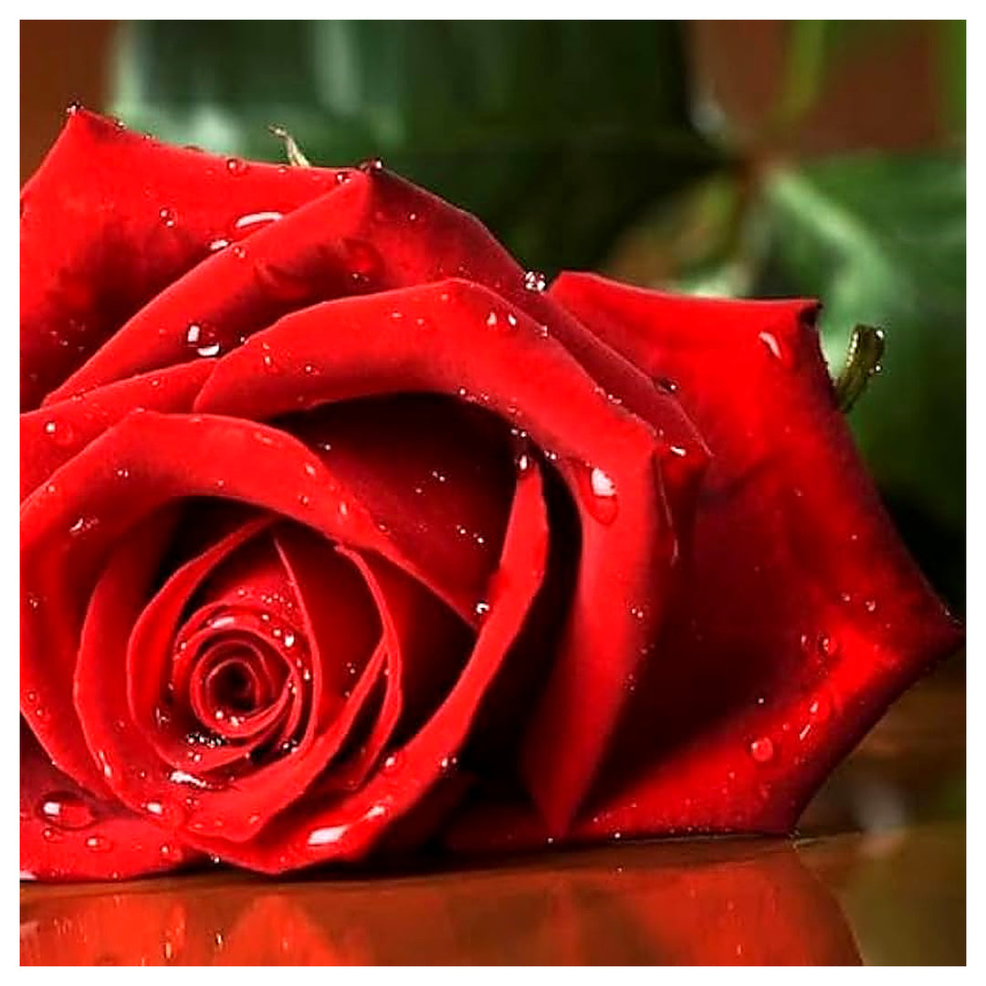 Red Burgundy Rose Tree Flower Seeds for Home Garden Planting, Colorful Organic Blooming Collection | Neera Seeds product photo [neera-v4-c57978b7f42e166f17d7]