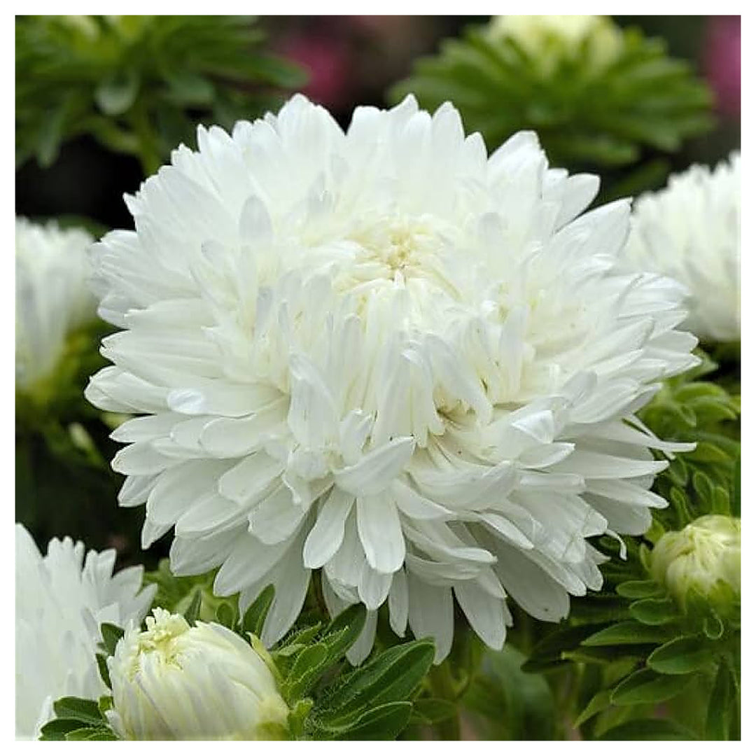 Heirloom Non-GMO Duchess Paeony Aster Flower Seeds for Planting – Full Double Blooms for Garden Displays | Neera Seeds product photo [neera-v4-c5809a9786211c669796]