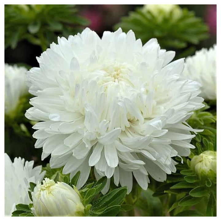 Heirloom Non-GMO Duchess Paeony Aster Flower Seeds for Planting – Full Double Blooms for Garden Displays | Neera Seeds product photo [neera-v4-c5809a9786211c669796]