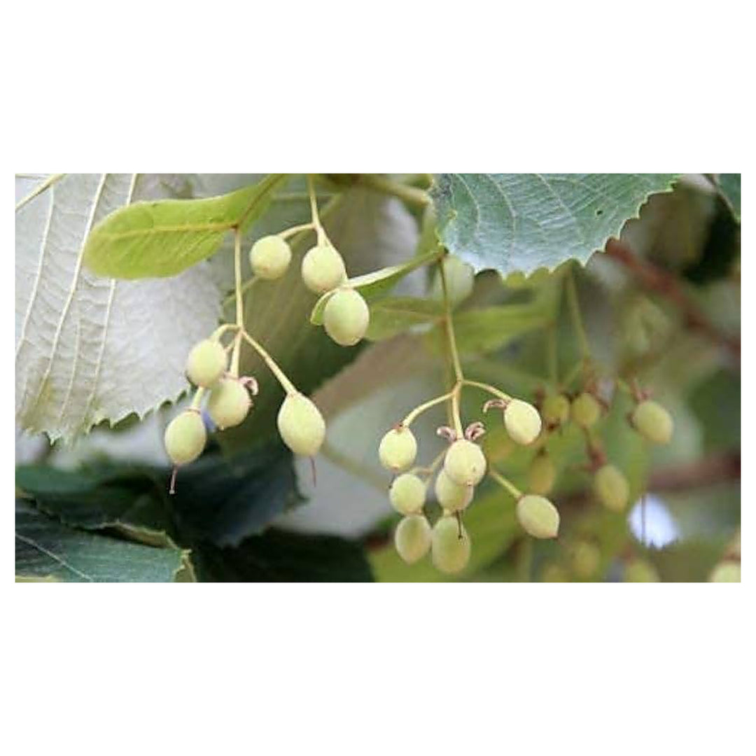 Silver Linden Tree For Planting Flower Seeds for Home Garden Planting, Vibrant Organic Blooming | Neera Seeds product photo [neera-v4-c597fd6453aad2b31fac]