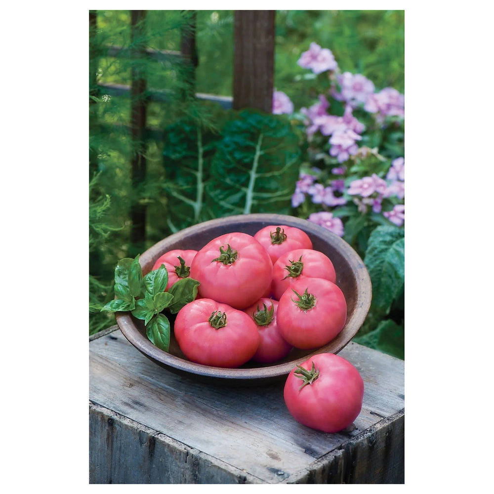 Heirloom Tomato Big Pink F1 Seeds for Planting – Non-GMO, High Germination Organic Garden Seeds | Neera Seeds product photo [neera-v4-c5a39954cd0dac1b899d]