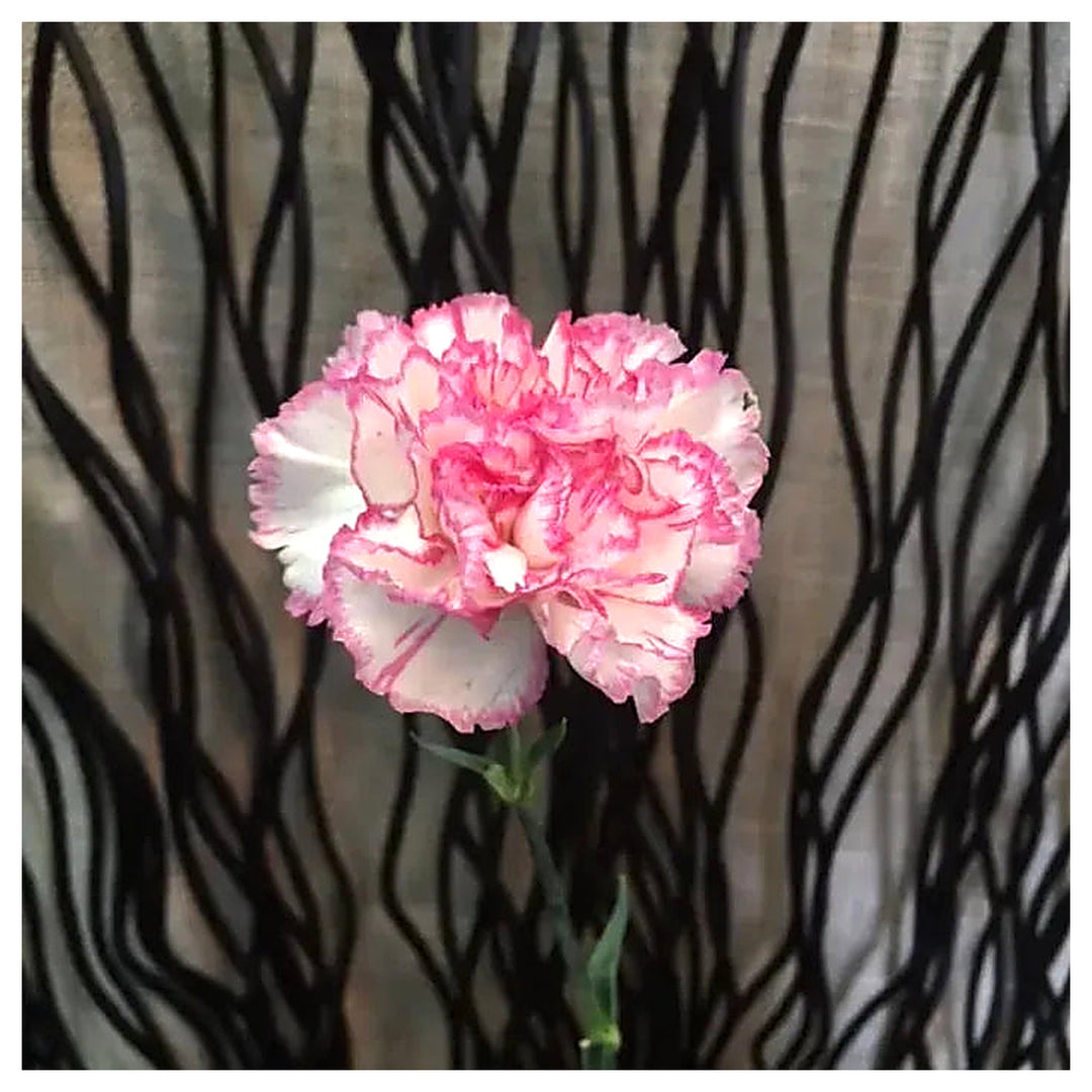 Heirloom Non-GMO Pink White Carnation Flower Seeds with Charming Color | Neera Seeds product photo [neera-v4-c5bee6a4d253754c91b0]
