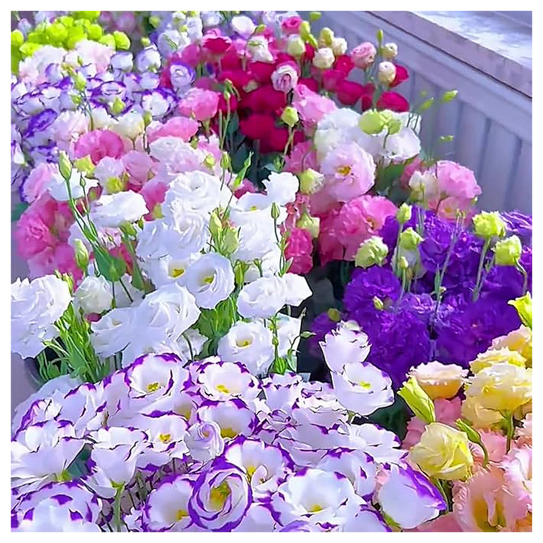 Eustoma Eustoma Griflorum Mixed Color Flower For Planting Elegant Blooms For Garden Borders | Neera Seeds product photo [neera-v4-c5c07adbfc5c9f035da6]