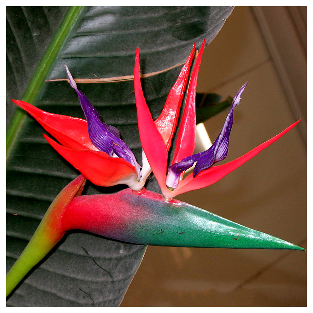 Heirloom Non-GMO Red Strelitzia Reginae Flower Seeds for Planting – Exotic Bird of Paradise, High Germination | Neera Seeds product photo [neera-v4-c5cb0268719024f7f54d]