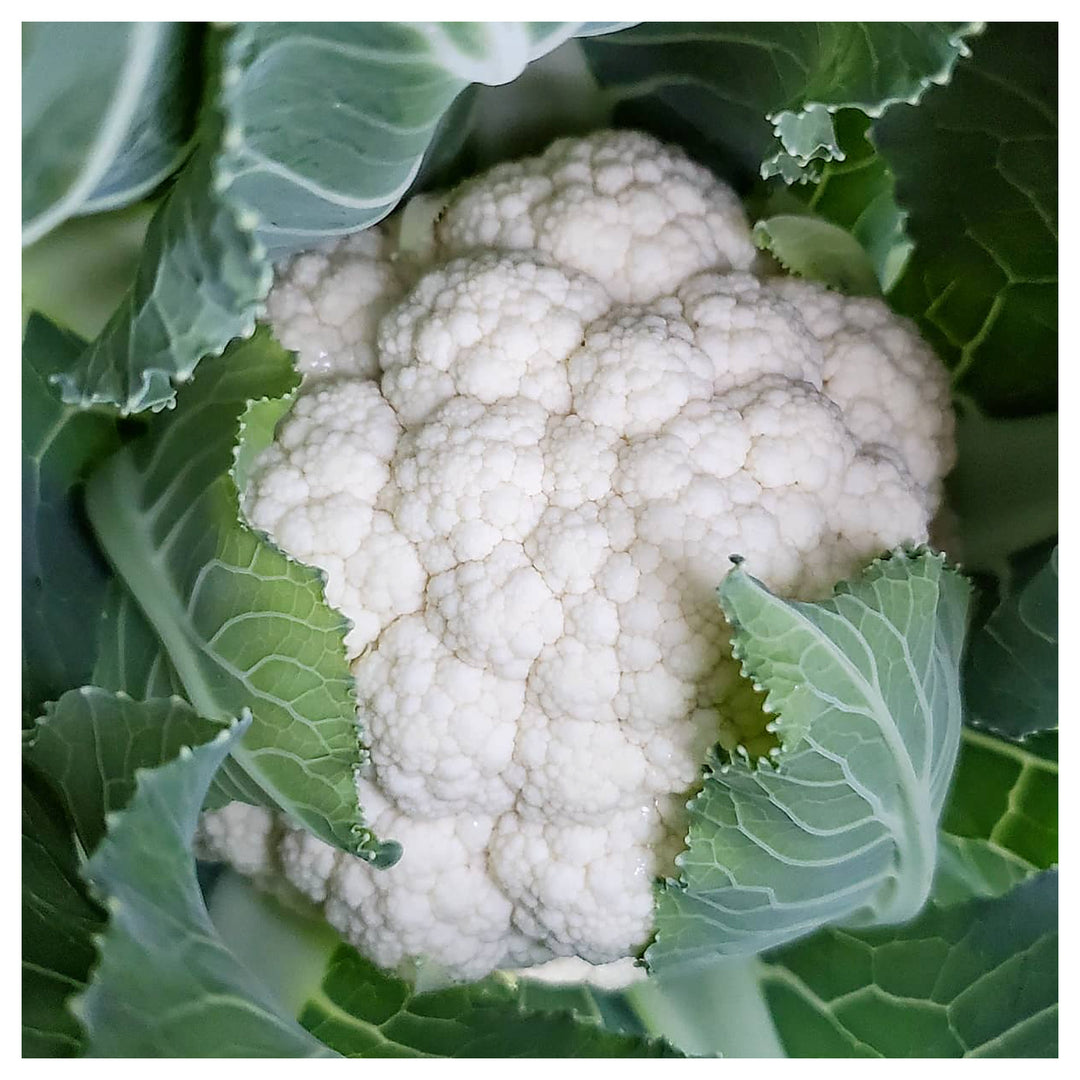 Snowball Y Cauliflower Planting Organic Florida Grown Heirloom Non Gmo Flower Seeds Home | Neera Seeds product photo [neera-v4-c5d0566ea36856ebcb13]
