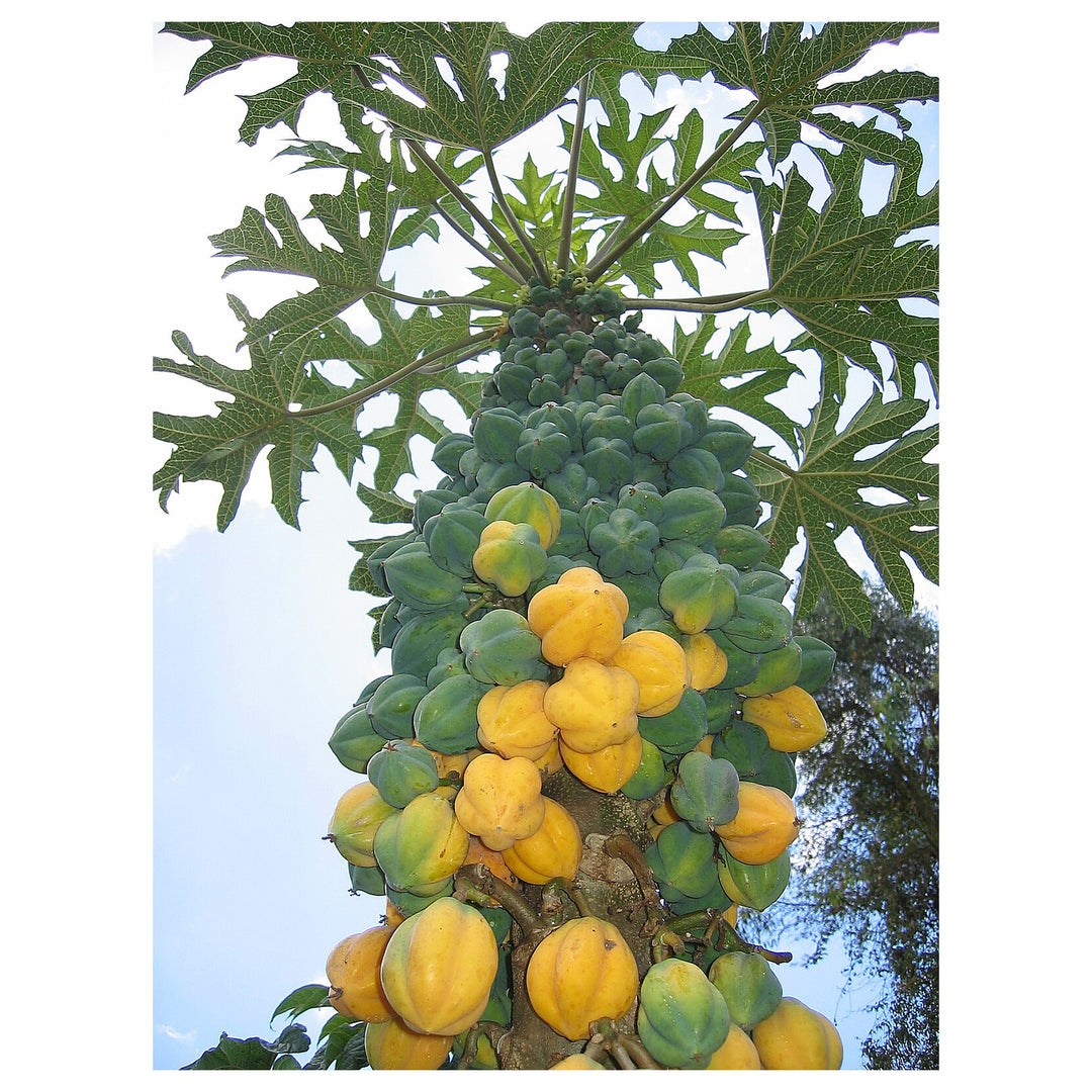 Mountain Papaya (Vasconcellea pubescens) Fruit Tree Seeds for Planting – Heirloom Non-GMO Organic Garden Seeds | Neera Seeds product photo [neera-v4-c5d45b363f804fe90939]