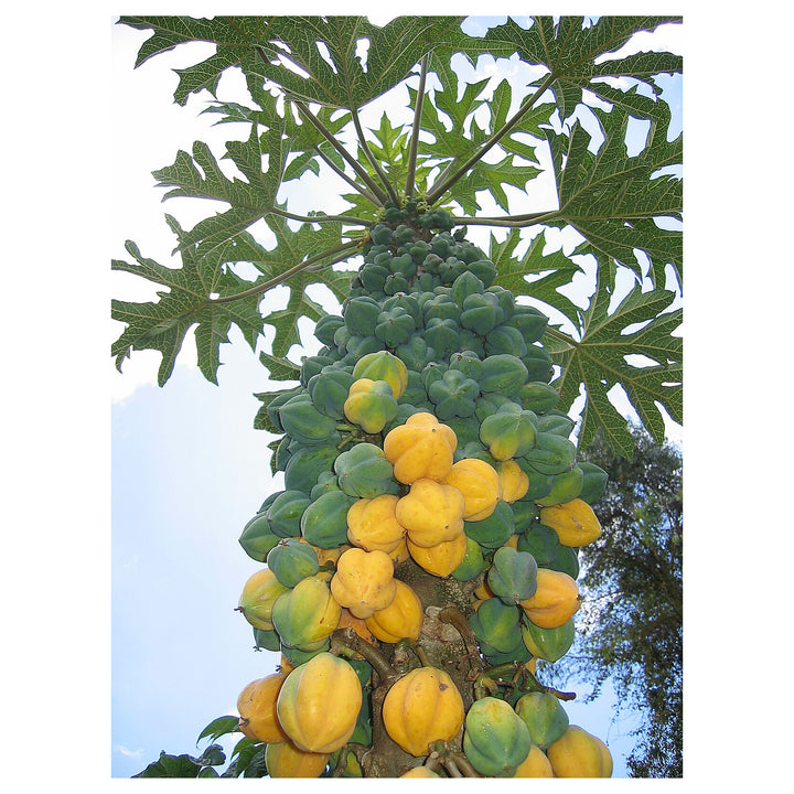 Mountain Papaya (Vasconcellea pubescens) Fruit Tree Seeds for Planting – Heirloom Non-GMO Organic Garden Seeds | Neera Seeds product photo [neera-v4-c5d45b363f804fe90939]