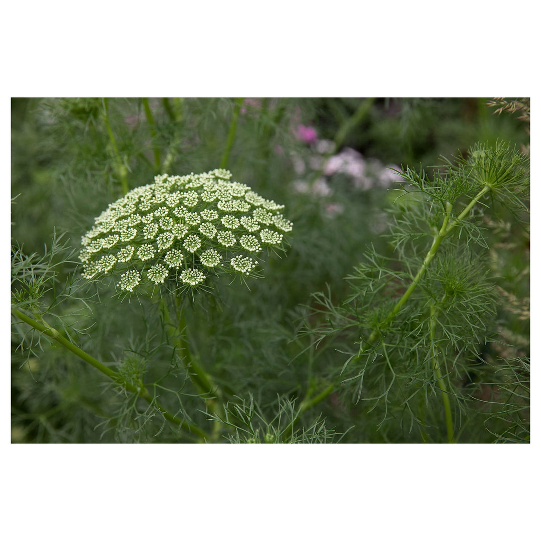 Heirloom Non-GMO Ammi Visnaga Flower Seeds for Planting – Lacy White Medicinal and Ornamental Blooms | Neera Seeds product photo [neera-v4-c5d5a5dcd77560badd21]
