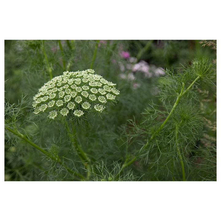 Heirloom Non-GMO Ammi Visnaga Flower Seeds for Planting – Lacy White Medicinal and Ornamental Blooms | Neera Seeds product photo [neera-v4-c5d5a5dcd77560badd21]