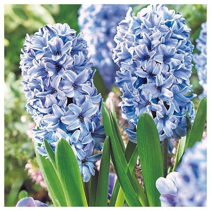 Hyacinthus Orientalis Flower Seeds for Planting – Heirloom, Non-GMO, High Germination Organic Garden Seeds | Neera Seeds product photo [neera-v4-c5dd5c0ecd1edad91a2e]
