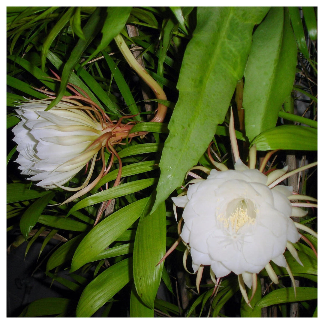 Epiphyllum Oxypetalum Flower Seeds for Planting – Heirloom, Non-GMO, High Germination Organic Garden Seeds | Neera Seeds product photo [neera-v4-c5e41298fcac0a65b7c0]