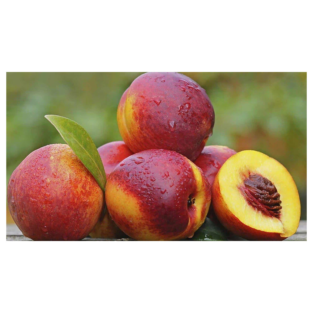 Red Nectarine Fruit Seeds for Planting | Heirloom Non-GMO Organic Seeds for Juicy, Sweet Garden Nectarines | Neera Seeds product photo [neera-v4-c5f44fc2dcc092088244]