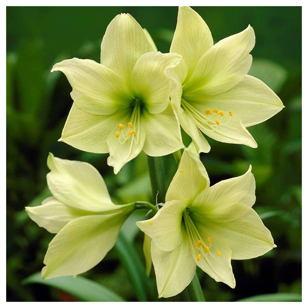 Light Green Amaryllis Flower Seeds for Planting – Heirloom, Non-GMO, High Germination Elegant Garden Blooms | Neera Seeds product photo [neera-v4-c5f8544e39c94d47778f]