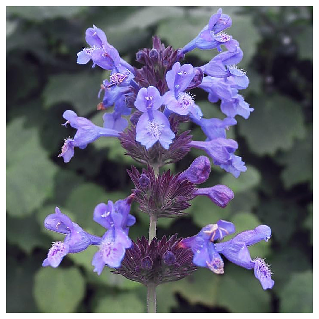 Lavender Catnip Plant Seeds for Planting – Heirloom, Non-GMO, High Germination Organic Garden Seeds | Neera Seeds product photo [neera-v4-c5f89603a471b4237504]