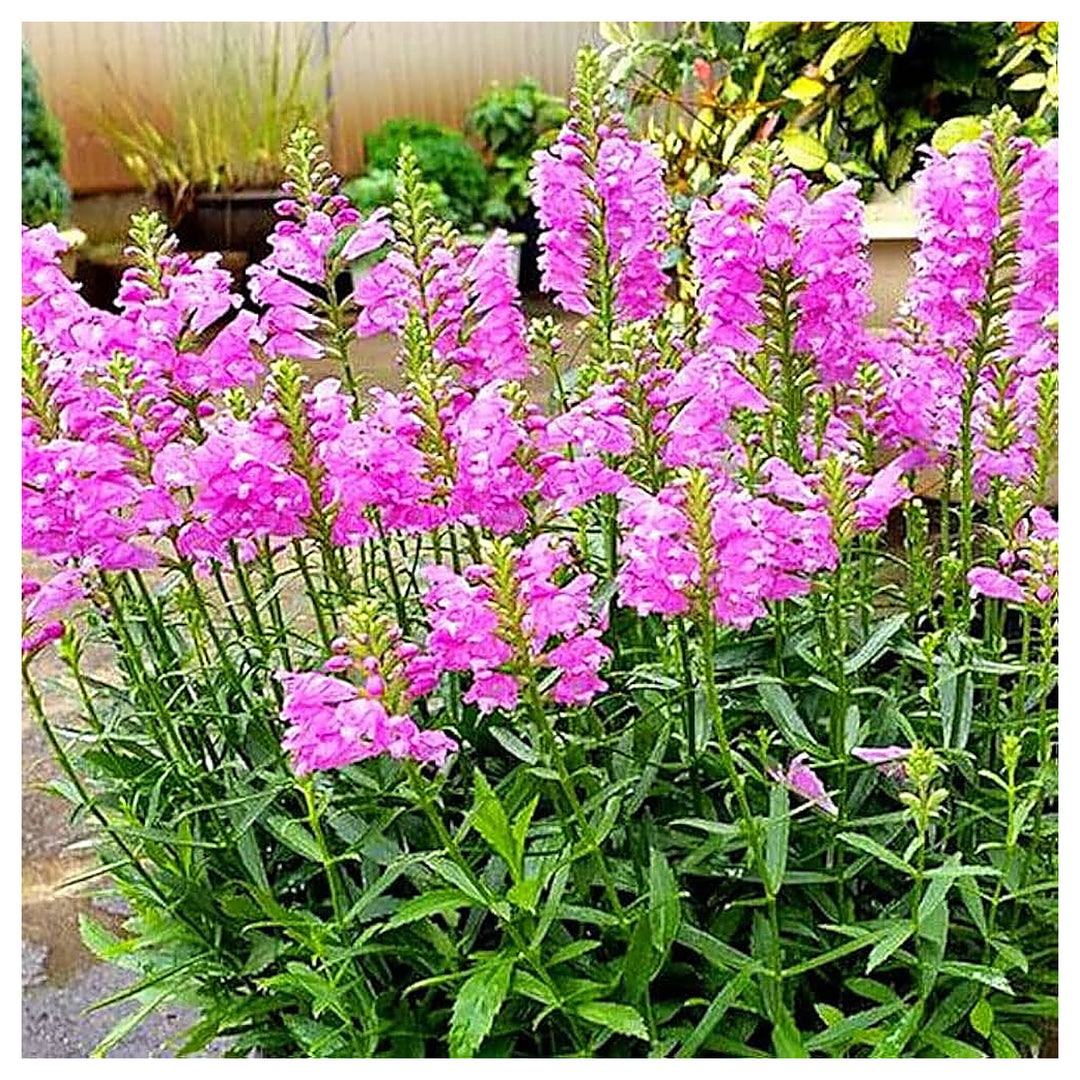 Pink Physostegia Flower Seeds for Planting – Heirloom Non-GMO, High Germination Organic Garden Seeds for Vibrant Bl | Neera Seeds product photo [neera-v4-c60aaf59e367eb5fa492]