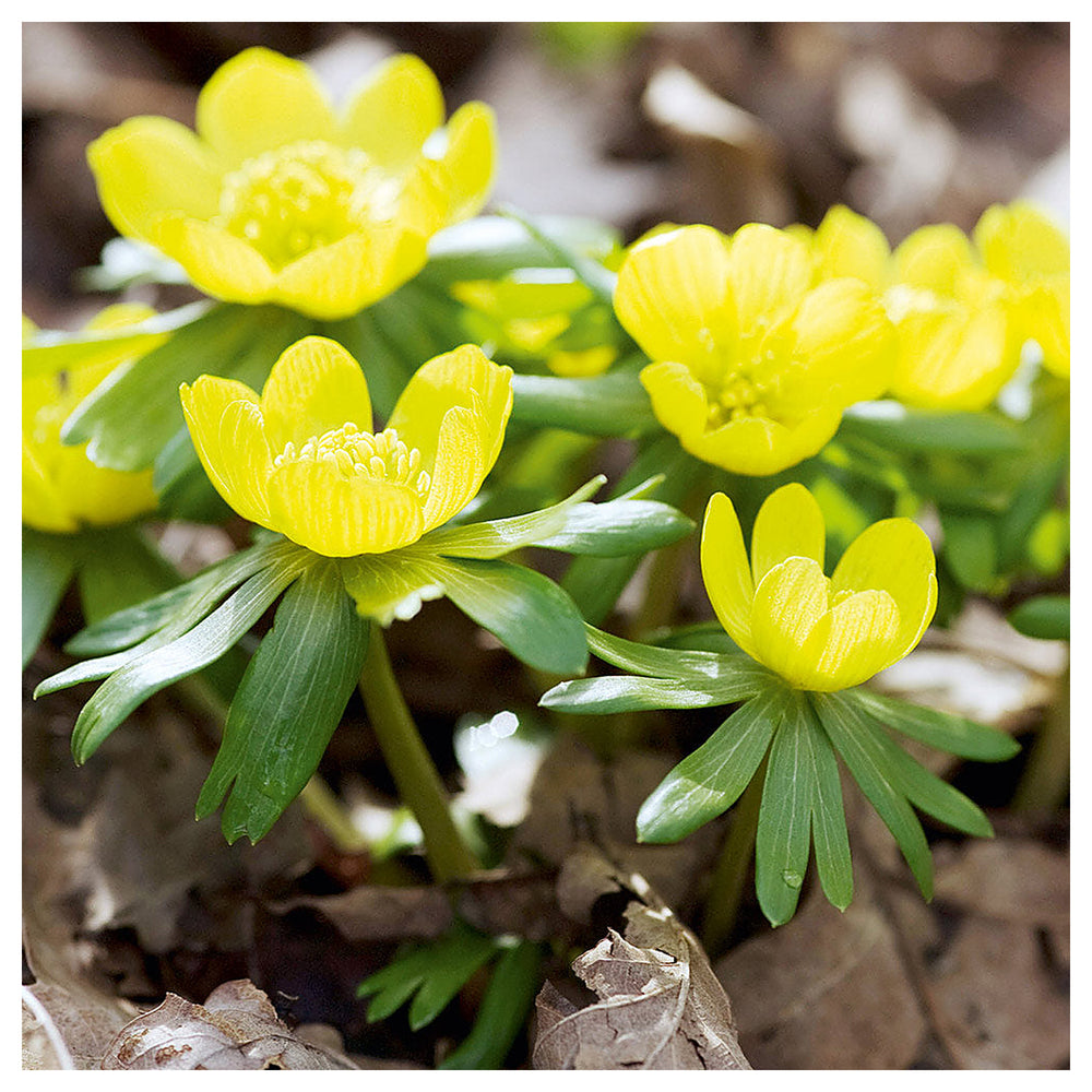 Heirloom Non-GMO Yellow Aconite Flower Seeds for Early Spring Gardens and Vibrant Bloom Displays | Neera Seeds product photo [neera-v4-c60caf14ee2af5dfd630]