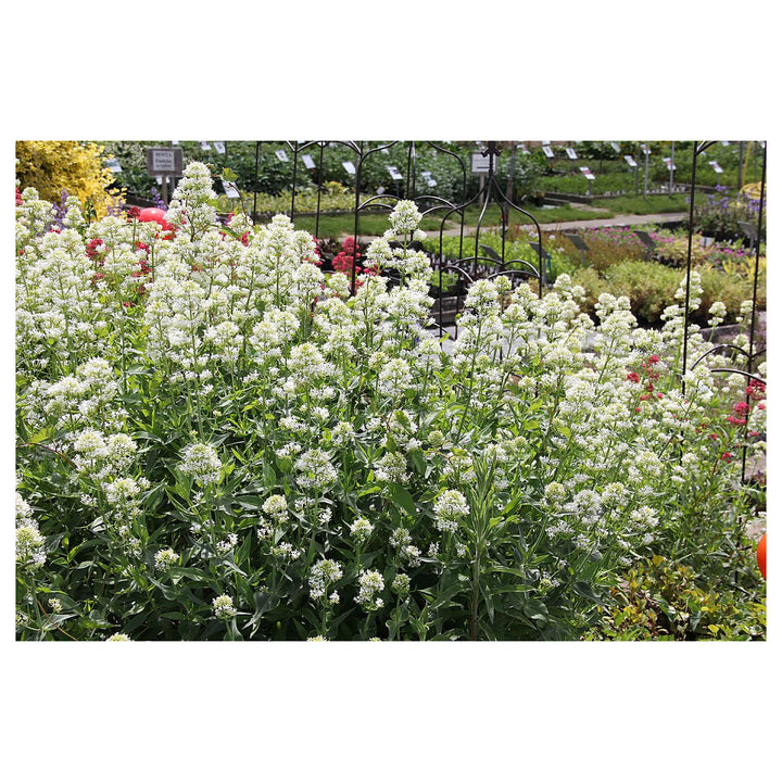 Heirloom Centranthus Ruber Albus Flower Seeds – Non-GMO Seeds for Fragrant Garden Planting, High Germination | Neera Seeds product photo [neera-v4-c6126bbd983bd88efa14]