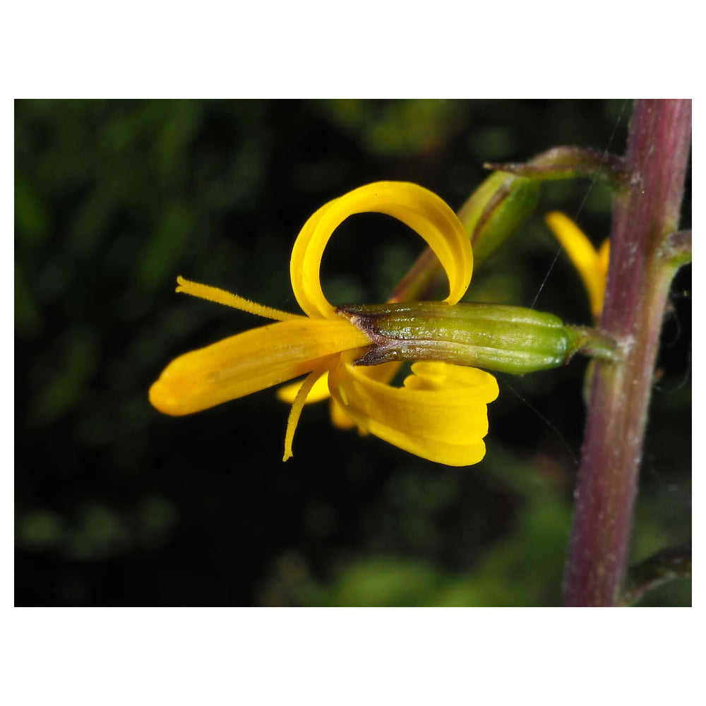 Heirloom Non-GMO Ligularia przewalskii Flower Seeds – Przewalski's Golden Ray Seeds for Moist, Shaded Gardens | Neera Seeds product photo [neera-v4-c617d50dfde8d3137f99]