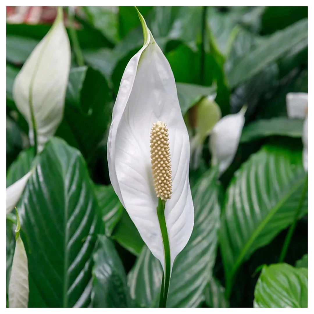 Heirloom Peace Lily (Spathiphyllum) Flower Seeds - Non-GMO, High Germination Organic Indoor Garden Seeds for Planti | Neera Seeds product photo [neera-v4-c62f184bbc55c18c4a34]